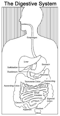 digestive system diagram